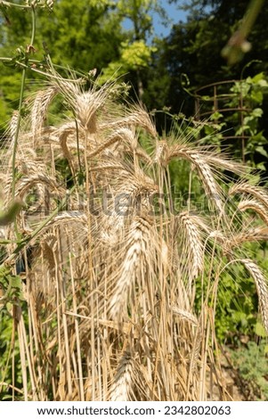 Zurich, Switzerland, July 14, 2023 Triticum Durum or Pasta Wheat plant at the botanical garden Royalty-Free Stock Photo #2342802063