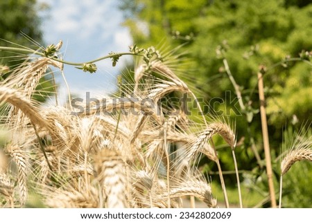 Zurich, Switzerland, July 14, 2023 Triticum Durum or Pasta Wheat plant at the botanical garden Royalty-Free Stock Photo #2342802069