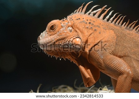 Orange iguana lifting body with black background Royalty-Free Stock Photo #2342814533