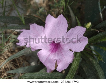 Petunia purple and whites flower seasonal fresh shurb small size looks very beautiful generally found everywhere 
