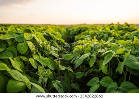 Landscape of soybean field at sunset. Soya bean sprout growing on an industrial scale. Growing of soy plant on a field.