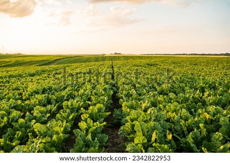 Young, sprouted root beet growing in the vegetable garden, field, plantation. Beetroot leaf in farming and harvesting. Cultivation of the sugar beet. Agriculture process. Royalty-Free Stock Photo #2342822953