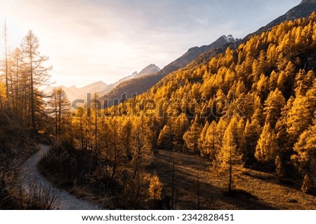 Landscape view of an autumn sunset over the Loetschental valley and its golden larches in Wallis, Switzerland Royalty-Free Stock Photo #2342828451