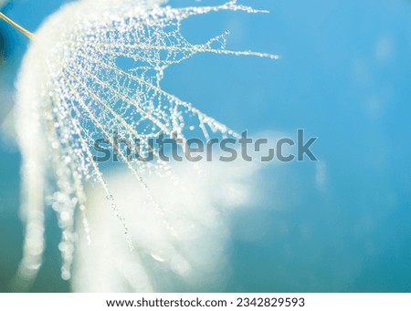 Dandelion close-up with dew drops. Beautiful background. Blue. Small drops of dew and beautiful bokeh.
