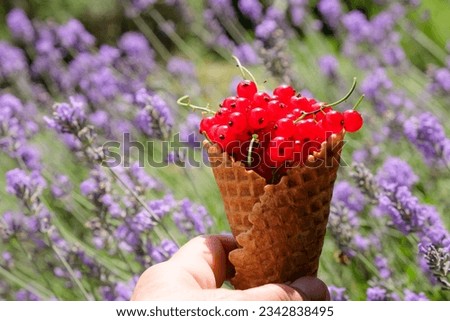 Wafer cup or cone full of berries. Red currant. Lavender background. A woman holds in his hand the summer dessert.
