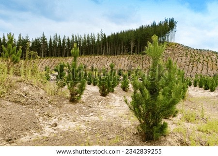 Young pine trees with mature pine trees in the distance. Royalty-Free Stock Photo #2342839255