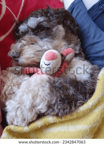 Our Cuddly pet cockapoo pictures
