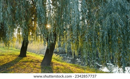 Golden Hour Sun Shining Through the Weeping Willow Trees on the Riverbank Royalty-Free Stock Photo #2342857737