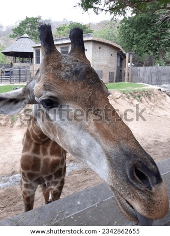 close up face giraff in khao keow open zoo