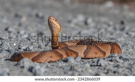 A closeup shot of a copperhead snake laying on dirt