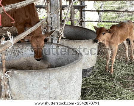 Two native calves in a wooden pen behind a farmer's house.