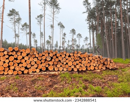 Wooden logs of pine wood in the forest, stacked in a pile. Freshly chopped tree logs are stacked up on top of each other in a pile.