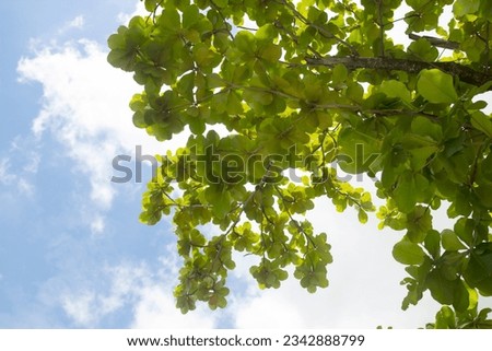 trees and green leaves on blue sky background.