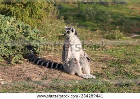 Ring tailed lemur.