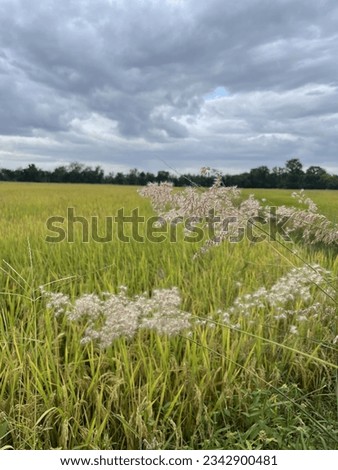 Pictures of nature help to refresh the mind, able to look at the picture brightly. Children can develop mentally. Flowers, fields, weather, trees, sunlight, nature, morning.