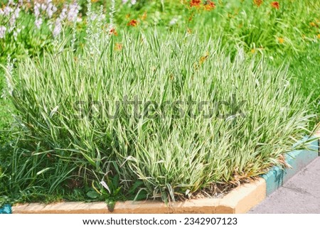 Photo flowerbed in park grass is green. Border and asphalt. Landscaping.