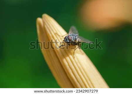 Blowfly, carrion fly, black fly sitting on a green leaf close up. Natural background. Royalty-Free Stock Photo #2342907279