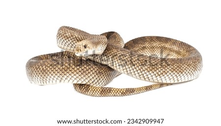 Wild Florida Pine Snake - Pituophis melanoleucus mugitus - Defensive posture head up while hissing with mouth open isolated on white background side full body view 