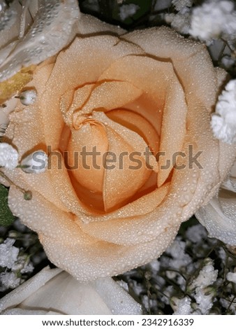 A photo of a beautiful creay rose with little white chrysanthemums covering the petals