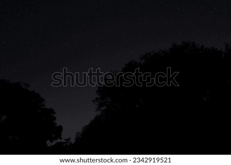 The night sky visible through a pair of tall trees.