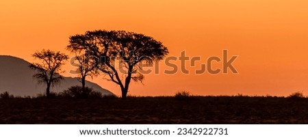 Sunset over trees, Namib Desert, Namibia. Royalty-Free Stock Photo #2342922731