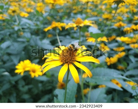 Heliopsis helianthoides, false sunflower thickets.