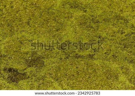 Duckweed or Lemnoideae on water surface forming background or texture