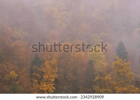 autumn colors in coniferous forest