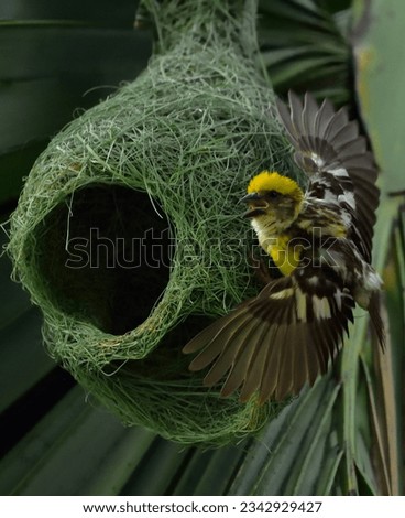 baya weaver is a weaverbird found across the Indian Subcontinent and Southeast Asia. Flocks of these birds are found in grasslands, cultivated areas, scrub and secondary growth and they are best known