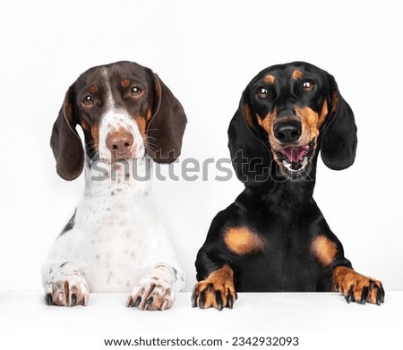 dachshund dog portrait on a light white background