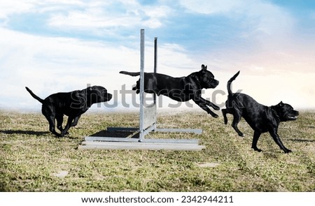  staffordshire bull terrier jumping a fence for obedience discipline