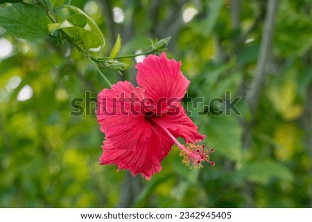 Red hibiscus flower in the garden. Hibiscus moscheutos red flowers. red color flower close up picture. Close up of red Hibiscus rosa-sinensis or Cooperi with green leaf background.
