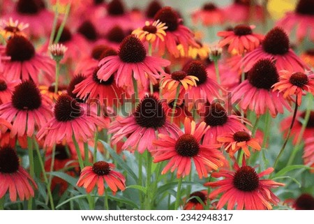 Echinacea purpurea. Flower plant commonly known as coneflower. Royalty-Free Stock Photo #2342948317
