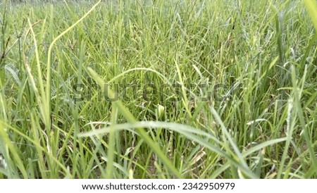 Green grass background picture taken in Thailand