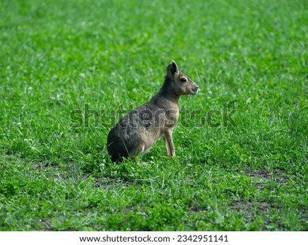 Dolichotis patagonum sits on green grass