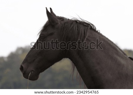 Pretty Friesian horse in portrait Royalty-Free Stock Photo #2342954765