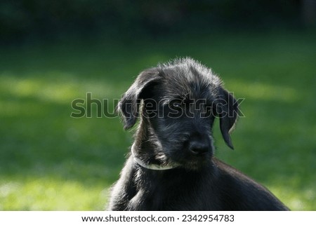 Cute Irish wolfhound puppy in portrait Royalty-Free Stock Photo #2342954783