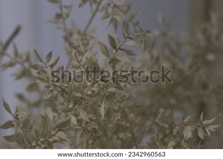 Shoot white dried flowers as stock photos