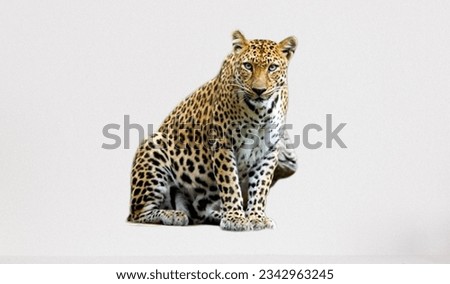 A leopard sitting on the ground