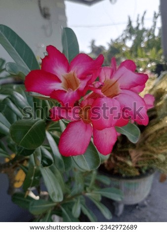 This frangipani flower is very attractive with pink and red colors that look very beautiful, perfect for the camera background to make it look attractive. natural and also the result of his own garden