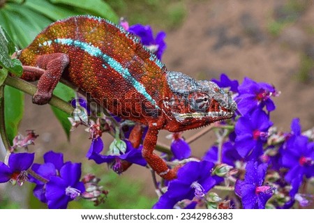 Chameleon Furcifer Pardalis – Madagascar nature