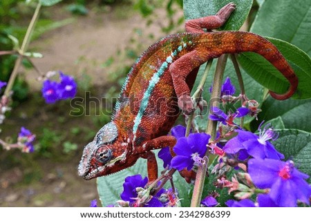 Chameleon Furcifer Pardalis – Madagascar nature