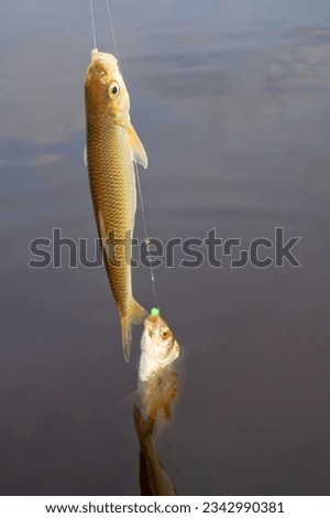 Roach. Gambling fishing on the river in the evening. Leger rig evening biting, bottom line set up. Two or three fishes are sometimes caught Royalty-Free Stock Photo #2342990381