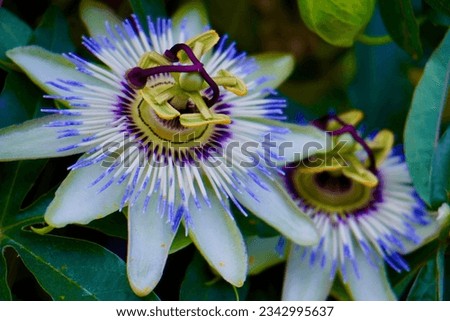            Defying norms, an unusual flower captivates with its unique and striking allure, an exceptional creation that stands out in nature's diverse tapestry.                     Royalty-Free Stock Photo #2342995637