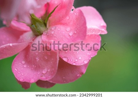 beautiful pink rose with water droplets after rain grows in the garden