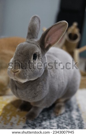Cute fluffy Mini Rex House rabbit