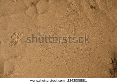 Patterns in sand on waterfront left by animals and tidal action.