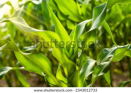 Young corn plants, in a corn field, close-up, green leaves, stem. Agriculture concept. Royalty-Free Stock Photo #2343012733