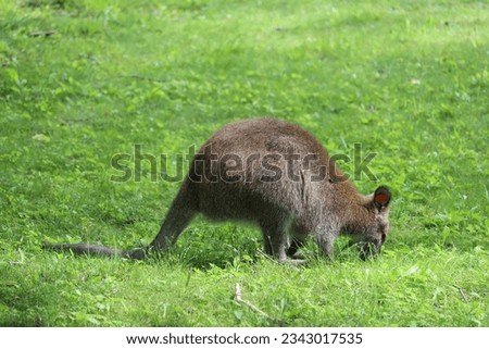 Australian wallaby in summer in grass eating and exploring nature preserve in protected wildlife zoo