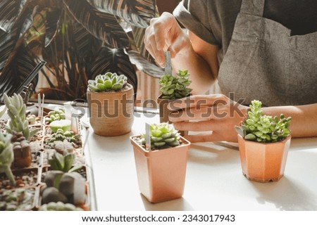 Labeling succulent plants in pots for sale. Woman lorist writing titles for houseplants in own collection. Hobby and small business concept. Repotting and organizing